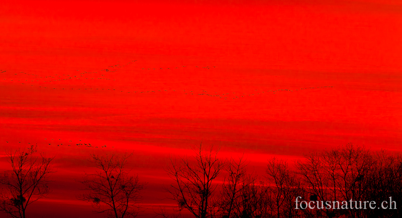 Grue 7065.jpg - Grue cendréeGrus grusCommon Crane, avec les extraordinaires lumières du Lac du Der, au coucher du soleil (France, novembre 2011)